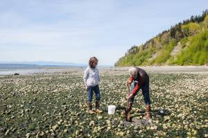 Photo by Luisa Loi
Leigh Bloom digs out some clams at a private beach in the Scatchet Head neighborhood.