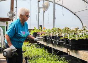 Photo by Luisa Loi
Virginia Brown, who has been with the club for 23 years, inspects some plants at the greenhouse behind Coupeville High School.
Photo by Luisa Loi
Virginia Brown, who has been with the club for 23 years, inspects some plants at the greenhouse behind Coupeville High School.