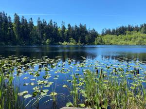 This lake is part of the Double Bluff acquisition project that the Whidbey Camano Land Trust has applied for funds through the Conservation Futures program. (Photo by Carlos Anderson)