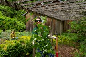 Dr. Gina Bernal, physical therapist at Prism PT in Greenbank, deals with blackberry vines. Bernal volunteered to help with landscape clearing at Julie Hougoms home in Clinton