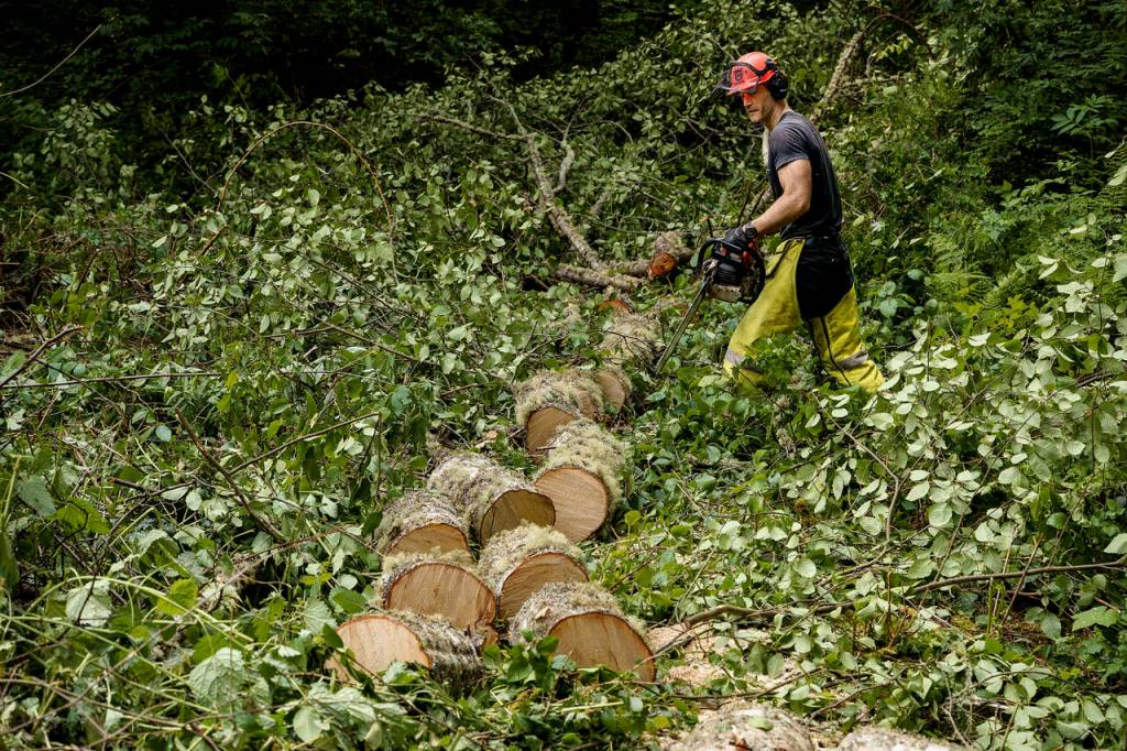 Isaac Leitz handles a chainsaw to fell trees at Keira Kingfisher's Clinton  home