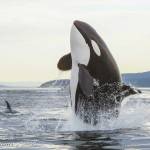 A documentary by a Whidbey Island filmmaker captures the lives of orcas living in the Salish Sea. (Photos by Florian Graner)