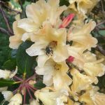 A bee checks out a rhodie.