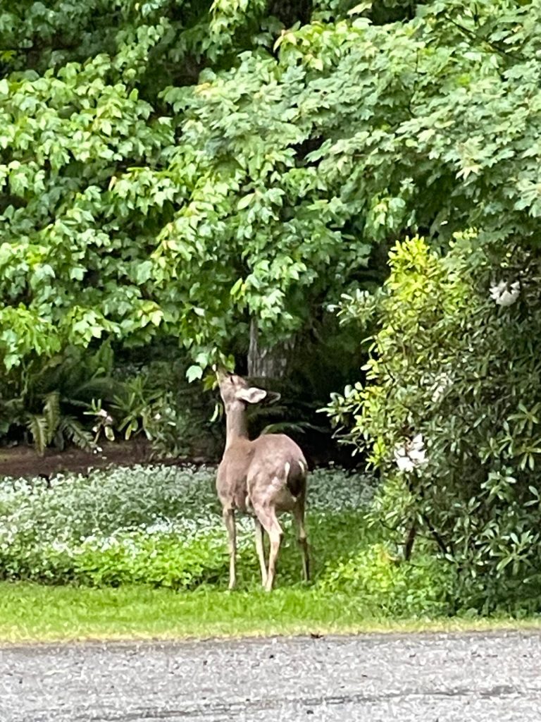 A doe chomps on bushes.