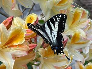 Photo by Ron Newberry
A butterfly alights on a rhododendron blossom in Meerkerk Gardens.