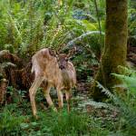 Photo by David Welton
People are no longer allowed to feed deer, elk and moose in the state, but its for their own good. A case of chronic wasting disease, a highly contagious illness among cervids, has been identified in an Eastern Washington deer.