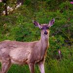 Photo by David Welton
People are no longer allowed to feed deer, elk and moose in the state, but its for their own good. A case of chronic wasting disease, a highly contagious illness among cervids, has been identified in an Eastern Washington deer.