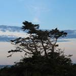 A bald eagle sits in a tree near the lighthouse, with Mount Rainier in the background. (Photo by Marina Blatt)