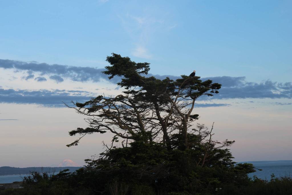 A bald eagle sits in a tree near the lighthouse, with Mount Rainier in the background. (Photo by Marina Blatt)