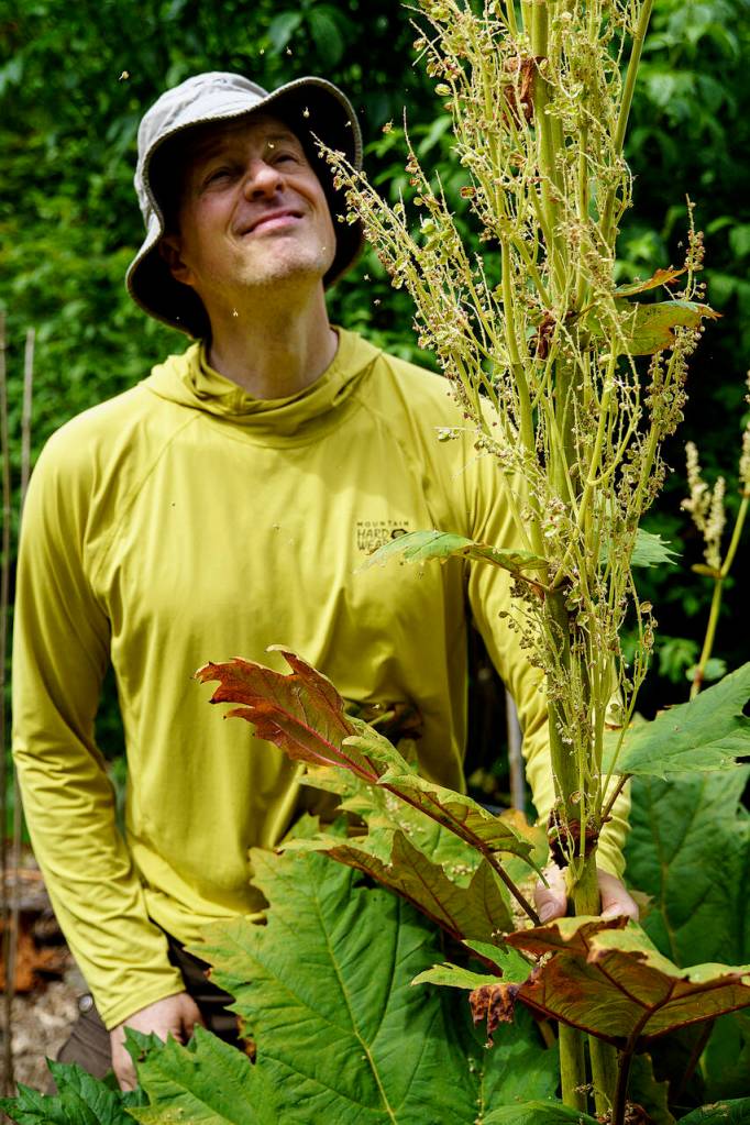 Photo by David Welton
Mike Gerhardt is showered by seeds from the Chinese rhubarb plant.