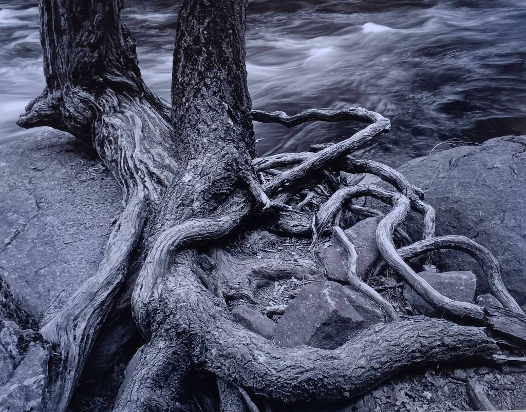 Roots at Merced River Detail (Photo by William Schumm)