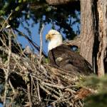 An eaglet in juvenile black plumage with its mother June 8 in their nest near Goss Lake on South Whidbey (Photo by Linda LaMar)
