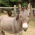 Don Quixote, the donkey, in his pen (Photo by Allyson Ballard)