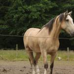 Tristan in his pasture (Photo by Allyson Ballard)