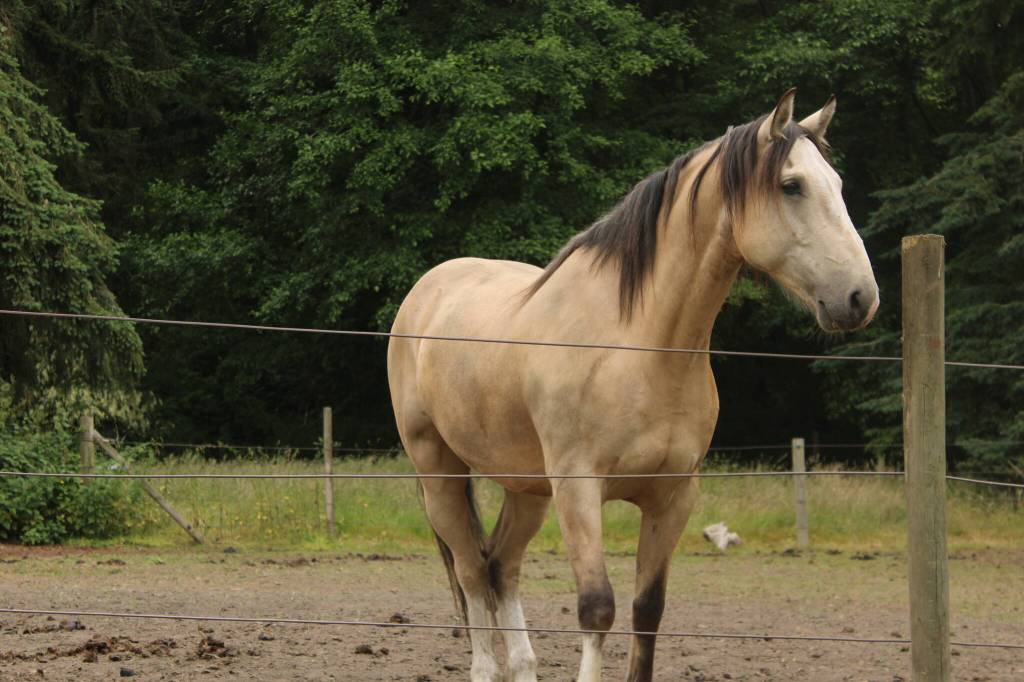 Tristan in his pasture (Photo by Allyson Ballard)
