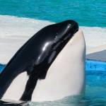 A new mural on a state ferry and a new exhibit at the Langley Whale Center honor the legacy of Tokitae, a captive orca who lived at the Miami Seaquarium until her death in 2023 (Photo by Orca Network)