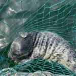 A seal pup caught in a net on the Fourth of July thrashed around for hours before being cut free by rescuers that afternoon (Photo courtesy of Central Puget Sound Marine Mammal Stranding Network)