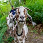 Photo by David Welton
Goats lead the way down the Dorothy Cleveland Trail, which they know like the back of their hooves.