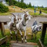 (Photo by David Welton) David Ross answers a reporters questions in the background while his herd of pack boys hoof it to the start of Dorothy Cleveland Trail.