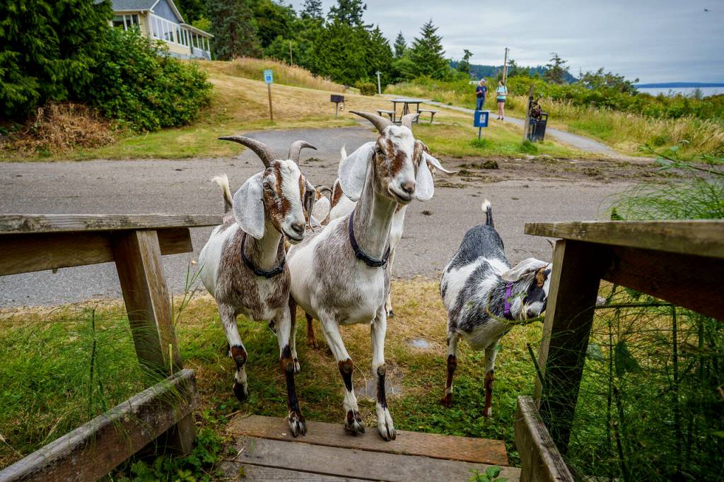 (Photo by David Welton) David Ross answers a reporters questions in the background while his herd of pack boys hoof it to the start of Dorothy Cleveland Trail.