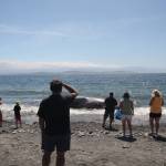 (Photo by Marina Blatt) 
A crowd formed to look at the whale.