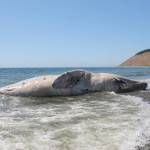 (Photo by Marina Blatt) 
The dead whale rested in front of the picturesque Ebeys Landing.