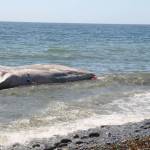 (Photo by Marina Blatt) 
The whale was bleeding from her mouth.