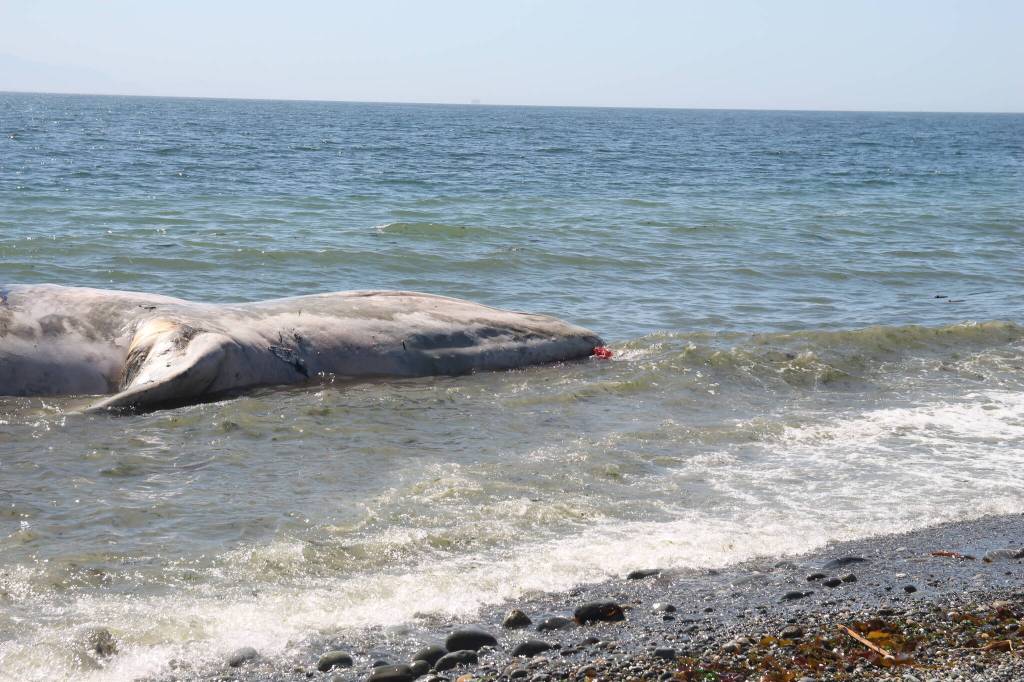 (Photo by Marina Blatt) 
The whale was bleeding from her mouth.
