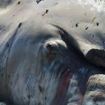 (Photo provided by Yolanda Rosales) 
We as humans can do better as stewards of the planet, Rosales said after seeing the dead whale.