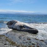 (Photo provided by Yolanda Rosales)
Rosales came to pay her respects and send the magnificent gray whale off with love.