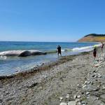 (Photo provided by Yolanda Rosales)
Rosales said that witnessing the whale in person was life-changing.