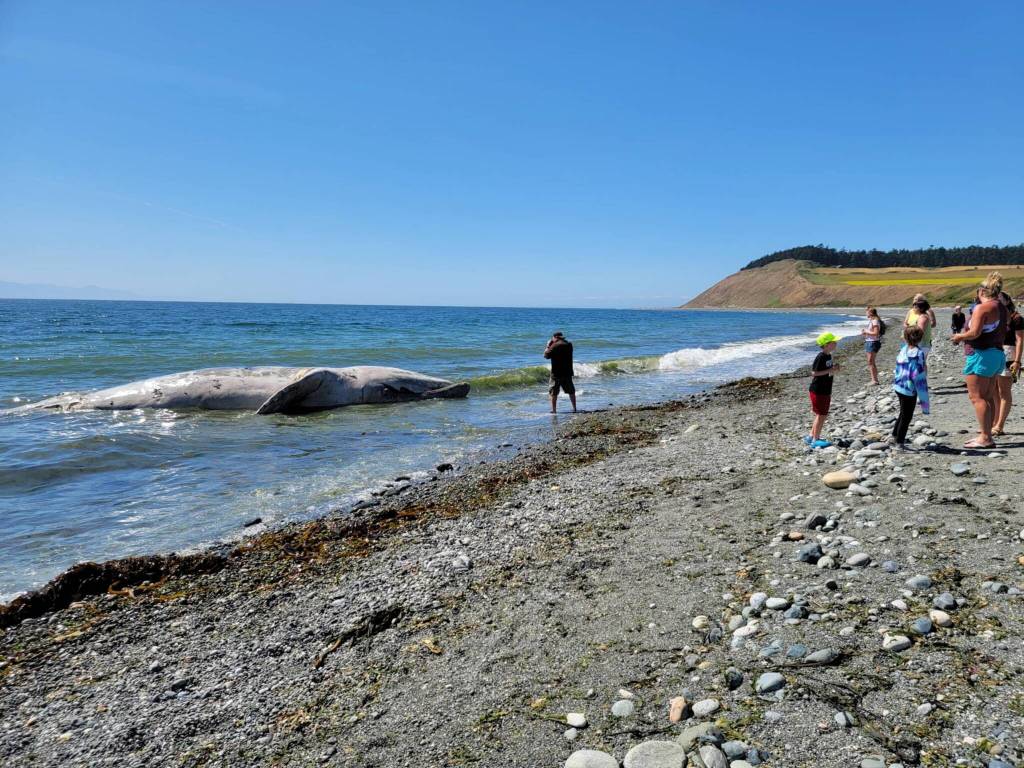 (Photo provided by Yolanda Rosales)
Rosales said that witnessing the whale in person was life-changing.