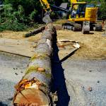 Six massive Douglas firs were removed from an area along Edgecliff Drive this week in Langley as part of the citys major infrastructure project (Photo by David Welton).