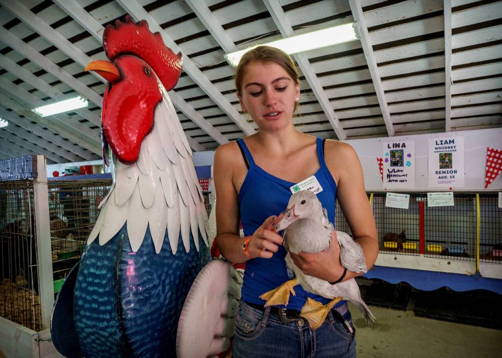 (Photo by David Welton) Lia Stamatiou, 17, of Freeland with Clover, a young Muscovy duck who has not yet developed her red caruncles.