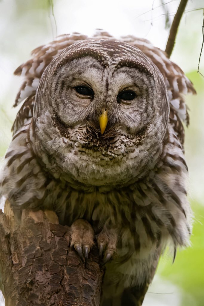 (Photo by Jennifer Holmes) A barred owl hoots at the photographer.