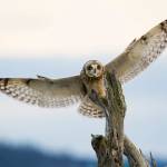 (Photo by Jennifer Holmes) A short-eared owl spreads its wings. This is one of the many birds Jennifer Holmes has captured with her camera.