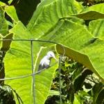 (Photo by Don Tremblay) This albino hummingbird seemed to enjoy the various plants in Don Tremblays backyard in Greenbank.