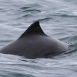(Photo courtesy of Cindy Elliser/Pacific Mammal Research) This harbor porpoise was one of many spotted from a boat near North Whidbey, close to Lawson Reef, in February 2025.
