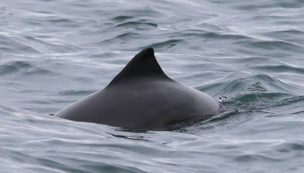 (Photo courtesy of Cindy Elliser/Pacific Mammal Research) This harbor porpoise was one of many spotted from a boat near North Whidbey, close to Lawson Reef, in February 2025.