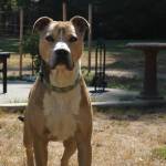 Poop Team 6 visits are enjoyed by clients, the Usemans and especially clients' pets. Photo by Allyson Ballard