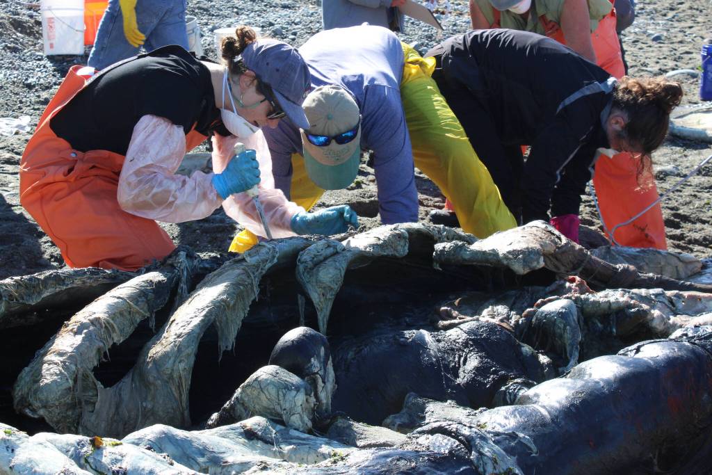 (Photo by Allyson Ballard) Many of the volunteers looked small positioned near the whales cavernous rib cage.