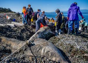 (Photo by David Welton) It was all hands on deck for the over 70 volunteers who worked on the rotting gray whale carcass, eager to aid in the dissection. They wore protective gear to avoid contracting diseases.
