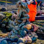 (Photo by David Welton) Although quite a messy sight, the whales carcass did not reek as bad as it had a few weeks prior.