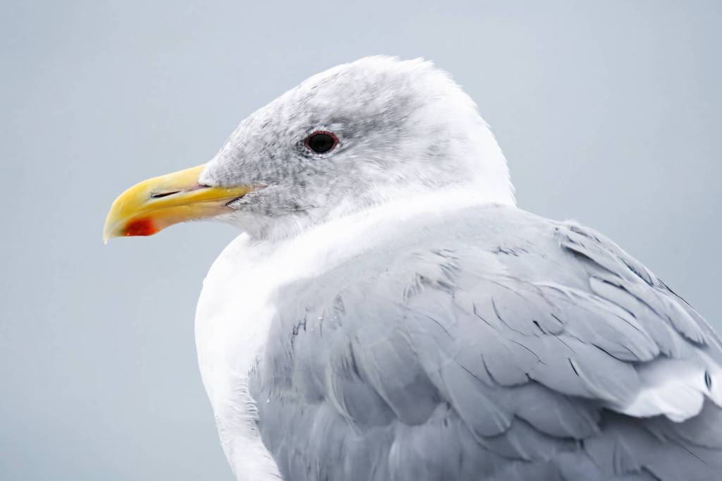 (Photo by Jennifer Holmes) Thriving and resourceful, gulls congregate on beaches but have also been known to scavenge plowed fields for food.