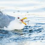 (Photo by Jennifer Holmes) A gull catches a sand lance in its beak.