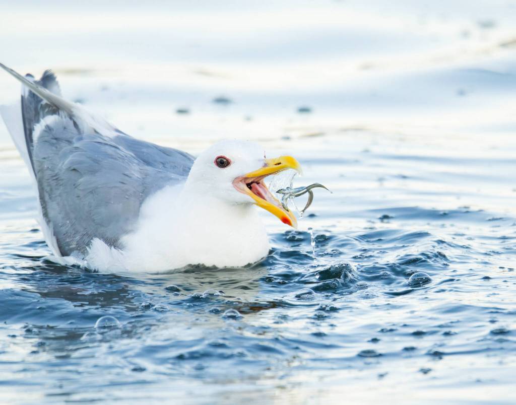 (Photo by Jennifer Holmes) A gull catches a sand lance in its beak.