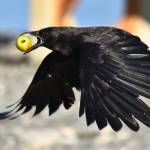 (Photo by Jennifer Holmes) A crow flies away with an entire apple in its maw.
