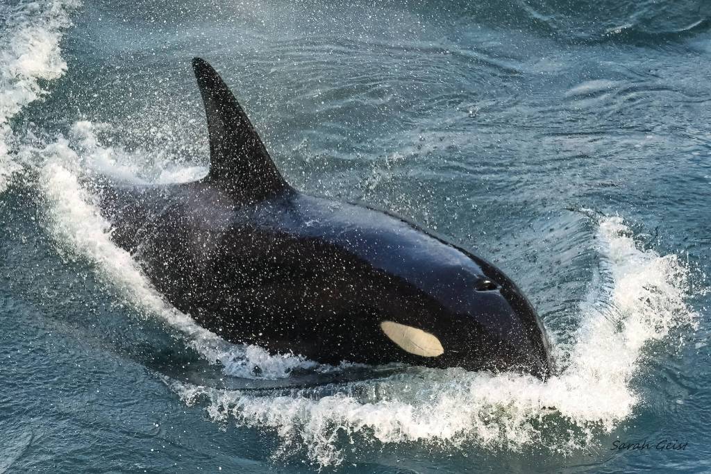 Photo by Sarah Geist