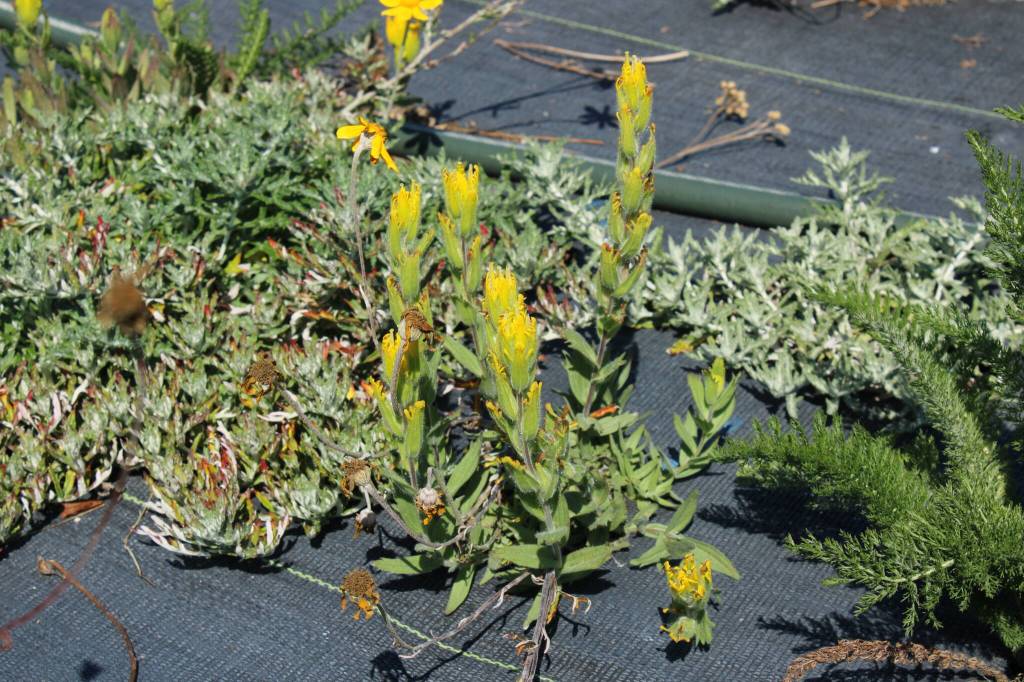 (Photo by Allyson Ballard)
Re-population of the golden paintbrush, or Castilleja levisecta, is the focus of much of the institutes effort.