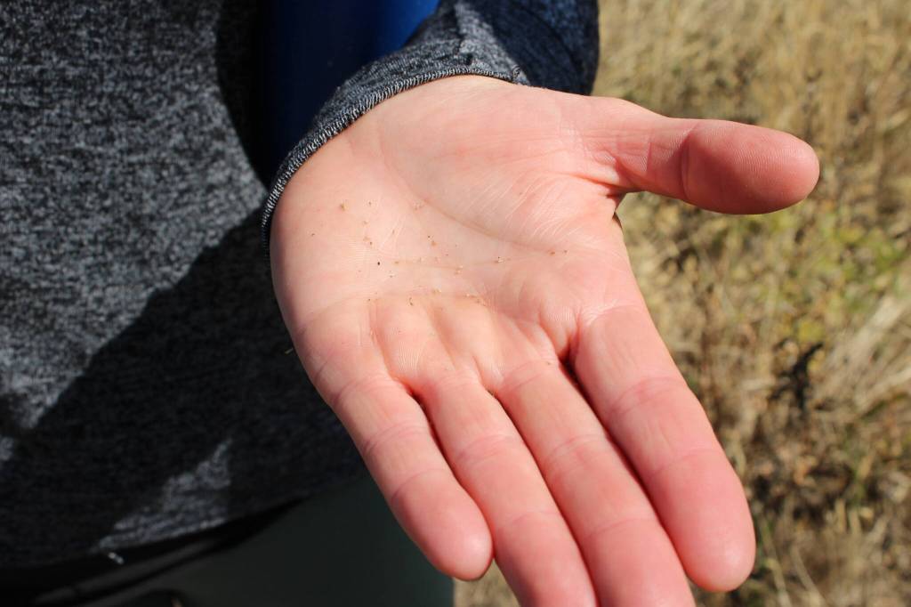(Photo by Allyson Ballard) Golden paintbrush seeds dazzle ever so slightly in the unrelenting prairie sun.